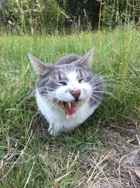 Close-up of cat yawning on field