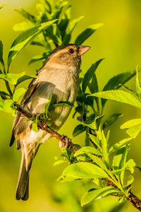 Close-up of bird perching on plant