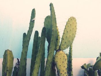 Close-up of prickly pear cactus