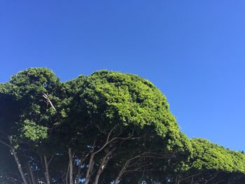 Low angle view of trees against clear blue sky