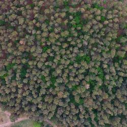 Full frame shot of tree