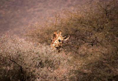 Giraffe eating branch