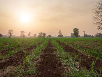 Scenic view of field against sky during sunset