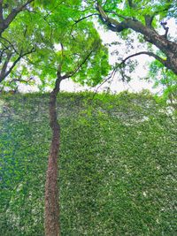 Low angle view of trees growing in forest