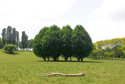 Trees on field against sky