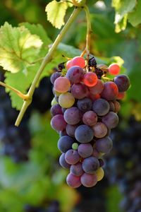 Close-up of grapes growing in vineyard