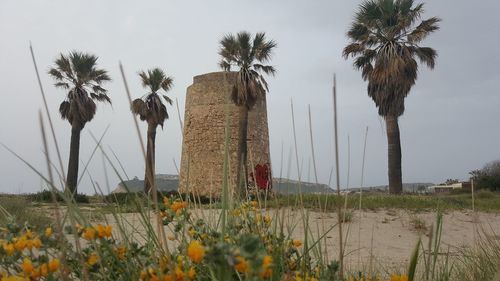 Panoramic view of palm trees on field against sky