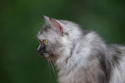 Close-up of a cat looking away