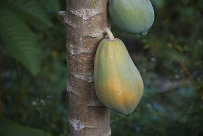 Close-up of papaya fruits hanging on tree trunk