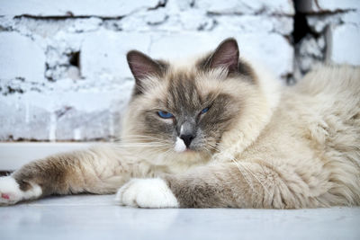 Close-up portrait of cat resting outdoors