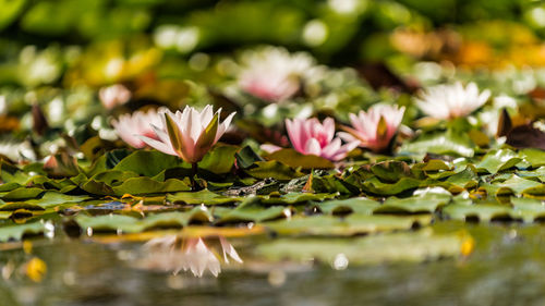 Close-up of pink lotus water lily in lake