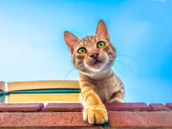 Low angle view of cat on brick wall against blue sky