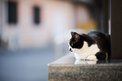 Black and white cat sitting beside a wooden window of a temple