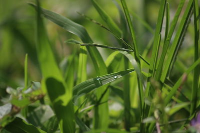 Close-up of grasshopper on grass