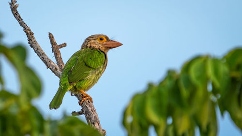 Low angle view of bird perching on branch against sky