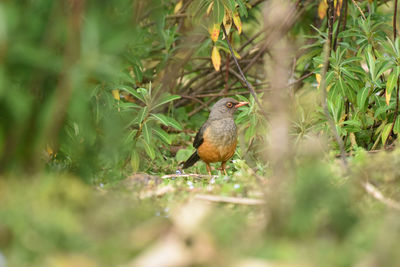 Thrush bird hunting on the ground in bale mountains in ethiopia