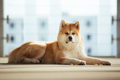 Portrait of dog resting on floor