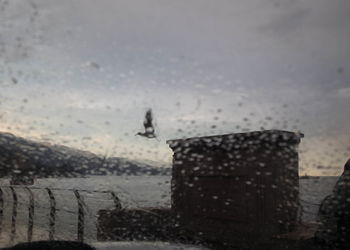 Close-up of wet dog against sky