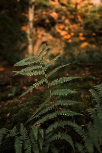 Close-up of fern leaves