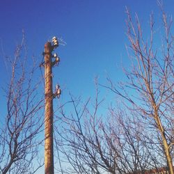 Low angle view of bare trees against blue sky