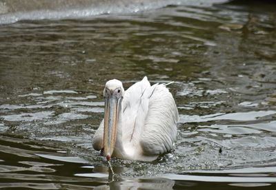 Pelican swimming in lake