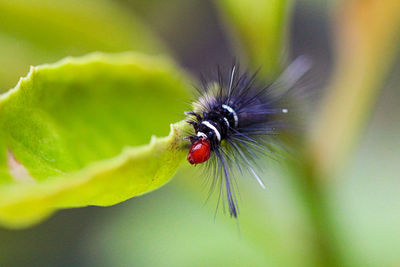 Close-up of insect on leaf