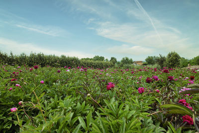 Pink flowering plants on field against sky