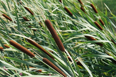 High angle view of grass growing on field