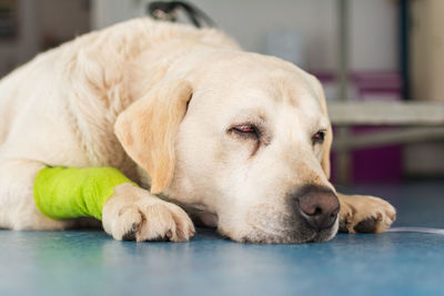 Labrador retriever at the veterinary clinic