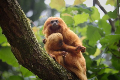 Monkey on tree trunk