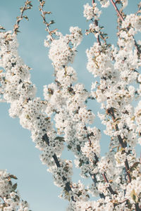 Low angle view of cherry blossoms against sky