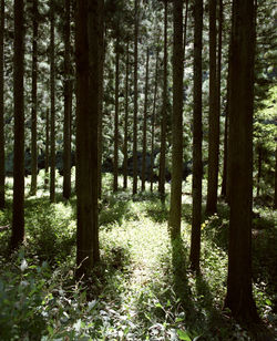 Trees in forest
