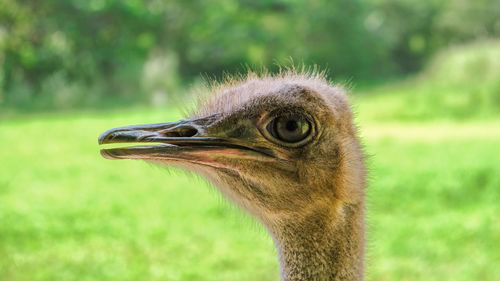 Close-up ostrich