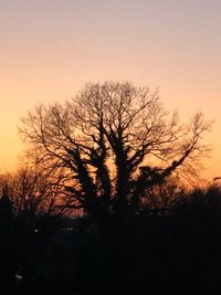 Silhouette bare tree against clear sky