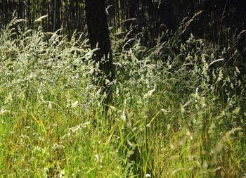 Plants growing on field