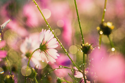 Cosmos flowers beautiful in the garden background