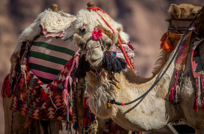 Close-up of horses