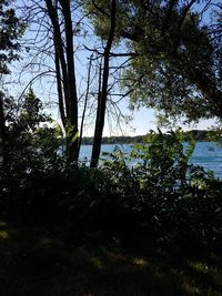 Trees by lake in forest against sky