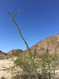 Low angle view of plants growing on land against clear blue sky