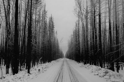 Snow covered road amidst trees against sky