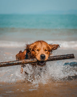 Portrait of wet dog on beach