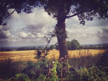 View of oilseed rape field against sky