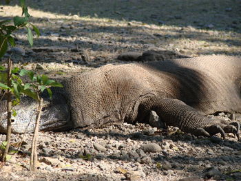 Monitor lizard. komodo dragon a species of lizards from the monitor lizard family. 