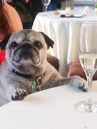 Close-up portrait of dog on table