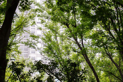 Low angle view of trees