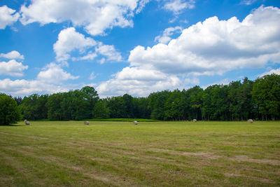 Trees on field against sky
