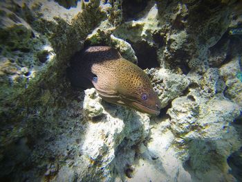 High angle view of fish swimming in sea