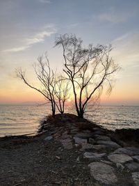 Bare tree on beach against sky during sunset