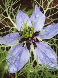 Close-up of purple flowers blooming outdoors