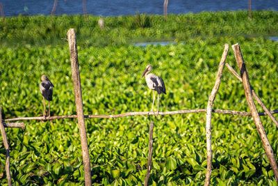 Birds perching on wooden post